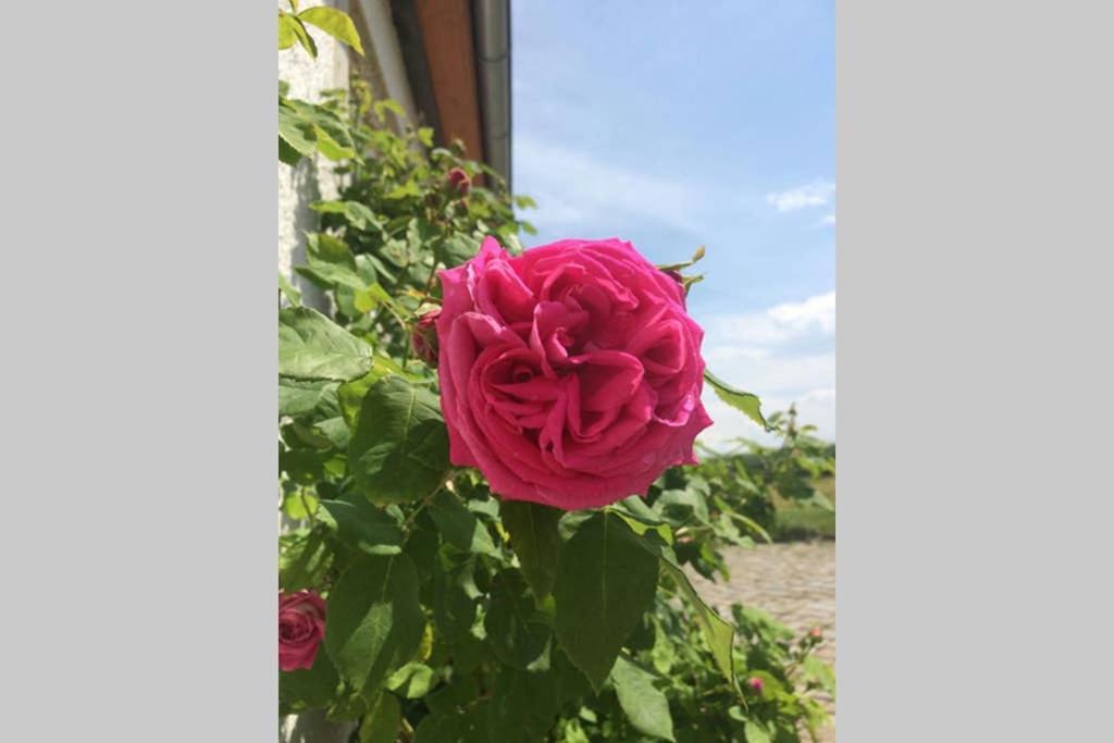 הוילה באנוויץ Elegantes Haus Im Dresdner Sueden מראה חיצוני תמונה
